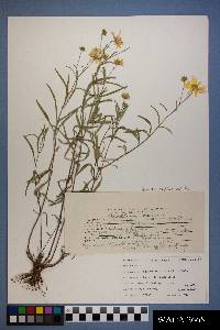 Heliomeris multiflora image